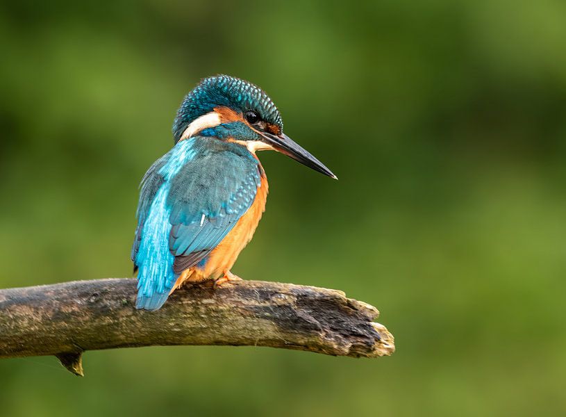 Kingfisher by Lies Bakker