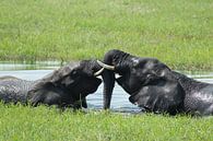 spelende olifanten in Okavango delta van Marieke Funke thumbnail