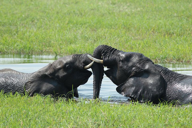 spelende olifanten in Okavango delta van Marieke Funke