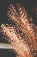Dry flowers