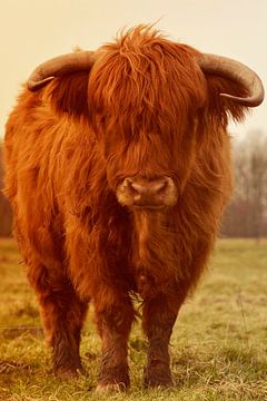 Schotse hooglander stier