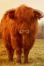 Schotse hooglander stier van Sascha van Dam thumbnail