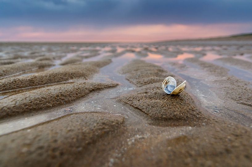 Sea Shells Sanctuary van Martijn van der Nat