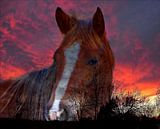 Sunset Horse par Christy Leigh Aperçu