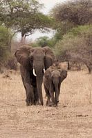  Elephants 