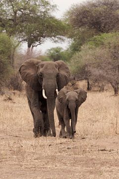 two elephants going on