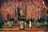 La forêt de hêtres espagnole par Lars van de Goor Aperçu