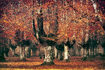 La forêt de hêtres espagnole sur Lars van de Goor