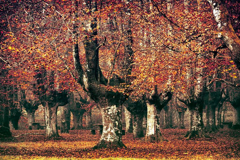 La forêt de hêtres espagnole par Lars van de Goor