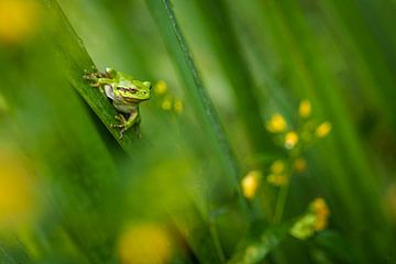 Laubfrosch von Peter Lambrichs