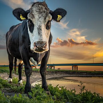 Portret van een koe met zonsondergang van Jan Hermsen