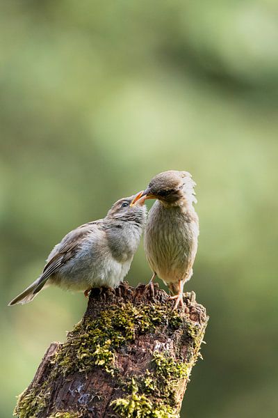 Voedertijd. van Jurre Vonk