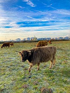 Schottische Highlander