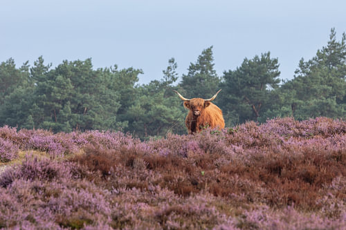 Scottish Highland cow on the Wezep heath.
