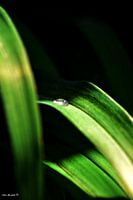 druppel op blad