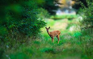 Ree in de vroege morgen sur Harrie Timmermans