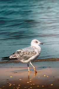 Elegante Möwe - Strand von Scheveningen
