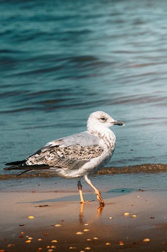 Elegante zeemeeuw - Scheveningen strand