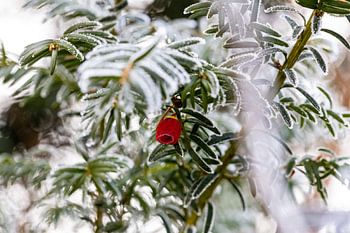 Rote Beere im Nadelbaum