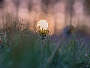 Blumen Teil 113