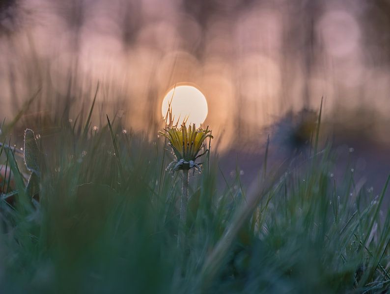 flowers part 113 by Tania Perneel