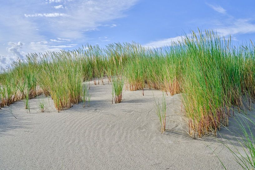 Dune with marram grass on the coast of Texel by eric van der eijk