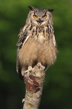 Bengaalse Oehoe (Bubo bengalensis) van Ronald Pol