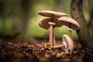 Sous le parasol des mères