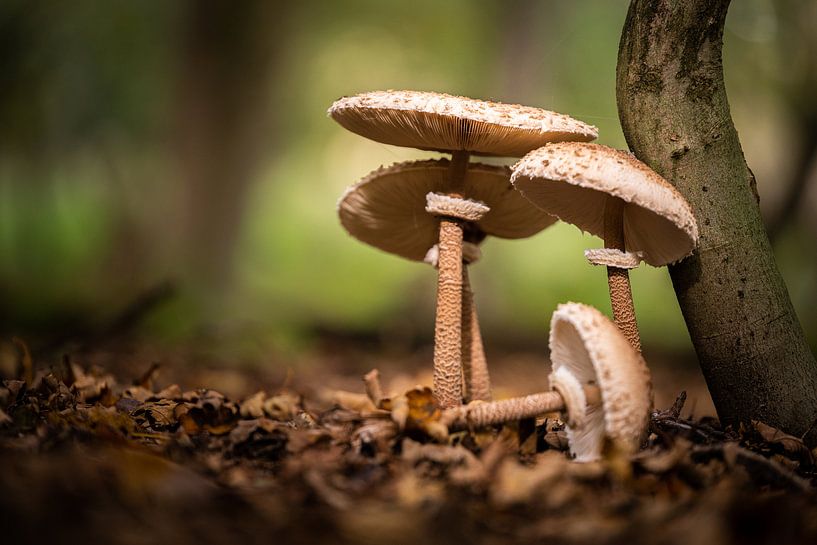 Onder Moeders Parasol van Sake van Pelt