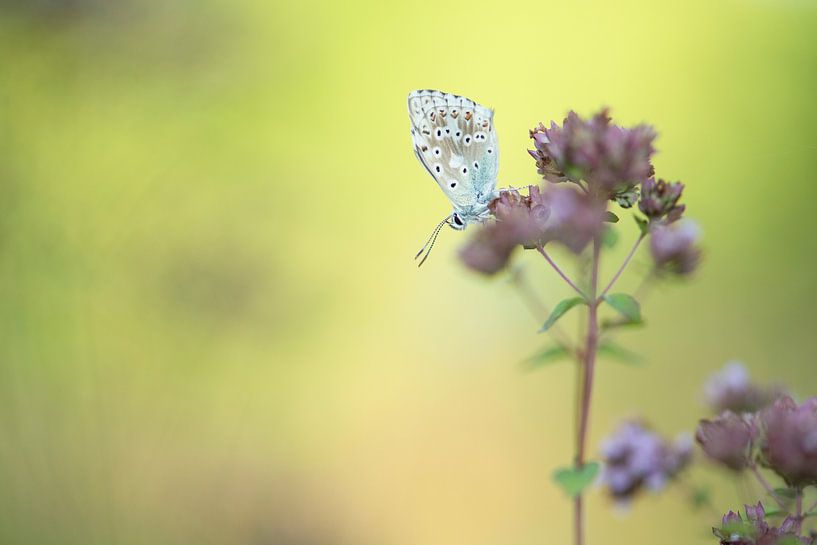 Blassblau von Elles Rijsdijk