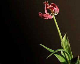 De schoonheid van ouderdom sur Maren Oude Essink