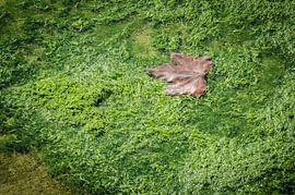 Plane leaf on seaweed by Blame Dutchie Photography