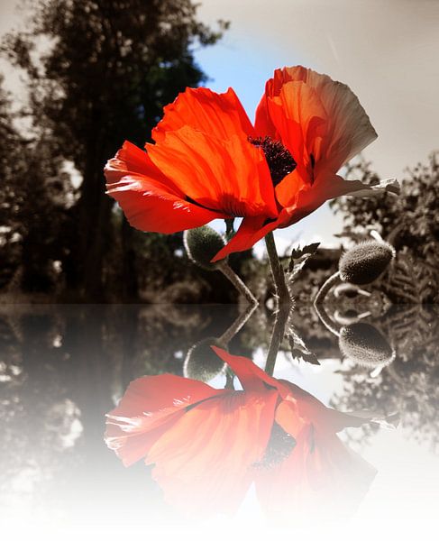 Remember by M.A. Ziehr