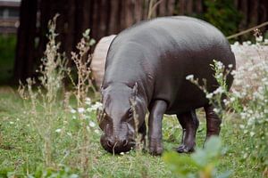 L'hippopotame marche sur l'herbe verte. sur Michael Semenov