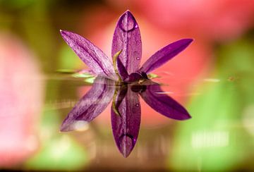 fleur à moitié dans l'eau sur Frank Ketelaar