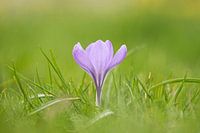 Purple crocus at the beginning of spring