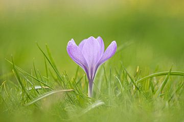 Paarse krokus aan het begin van de lente
