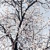 Weiße Kirschblüten von Steffen Gierok