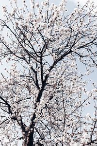 Fleurs de cerisier blanches
