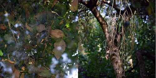 Diptych of water and land (5)  Amsterdam
