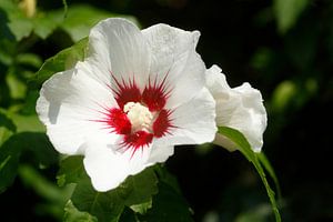 Hibiskusblüte (Hibiscus), Norddeutschland, Deutschland