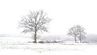 Baumen im schnee von Corinne Welp Miniaturansicht