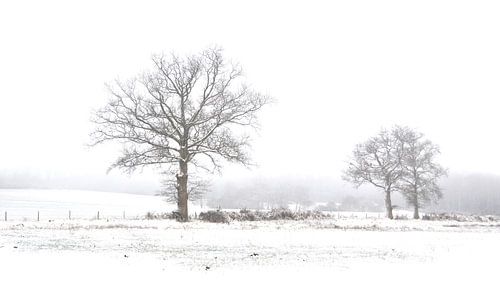 Trees in a winter setting