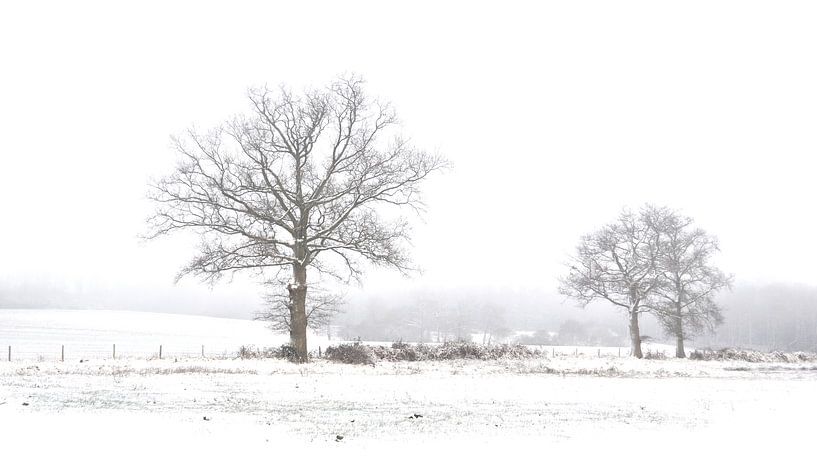 Baumen im schnee von Corinne Welp