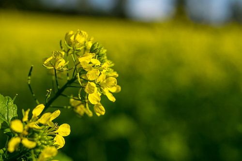 Rapeseed field