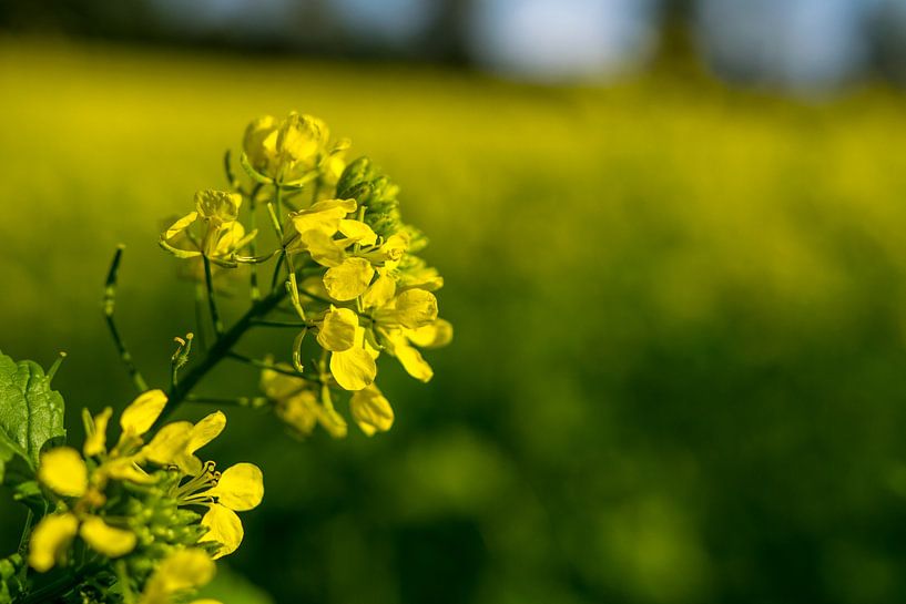Rapeseed field by Christian Späth
