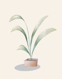 Strelitzia Topfpflanze von Lieve Aerts