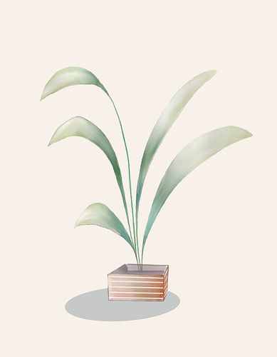 Strelitzia Topfpflanze von Lieve Aerts