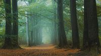 Fog in the forest.