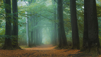 Brouillard dans la forêt.
